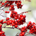 Tomato Seeds Set 40+ Bonny Best Scarlet Slicer Non-California Solanum lycopersicum Vegetable Garden Plant