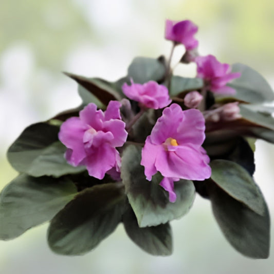 Mini African Violet Unrooted Leaves 2-Pack for Propagation, Houseplant Cuttings, Violet Leaves, Live Plant Starter