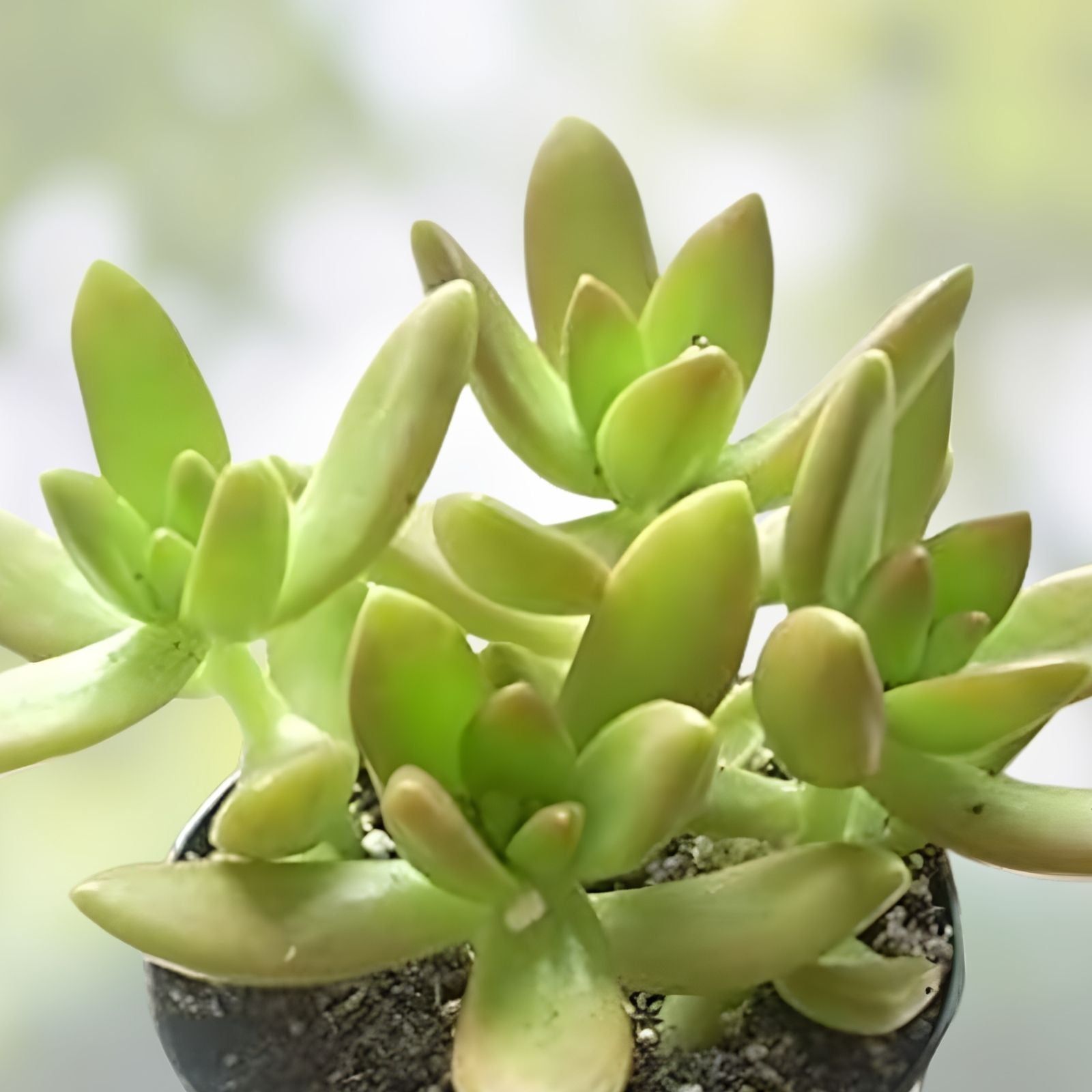 Sedum Adolphi Golden Glow Succulent Plant 4-6" Live Indoor Garden Plant, Houseplant, Rooted Starter Plant