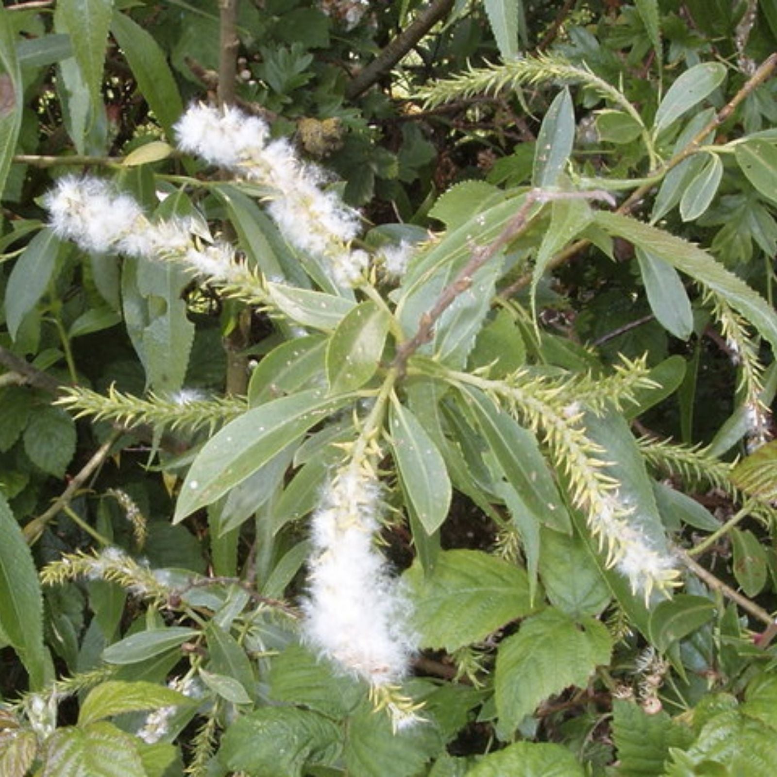 White Willow Tree Cuttings Salix Alba Medicinal Herb Live Plant Aspirin Plant Pain Relief Bare Root Starter