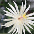 Epiphyllum hookeri strictum Cutting | Orchid Cactus Succulent | White Flower | Live Indoor Plant | Easy Care Houseplant