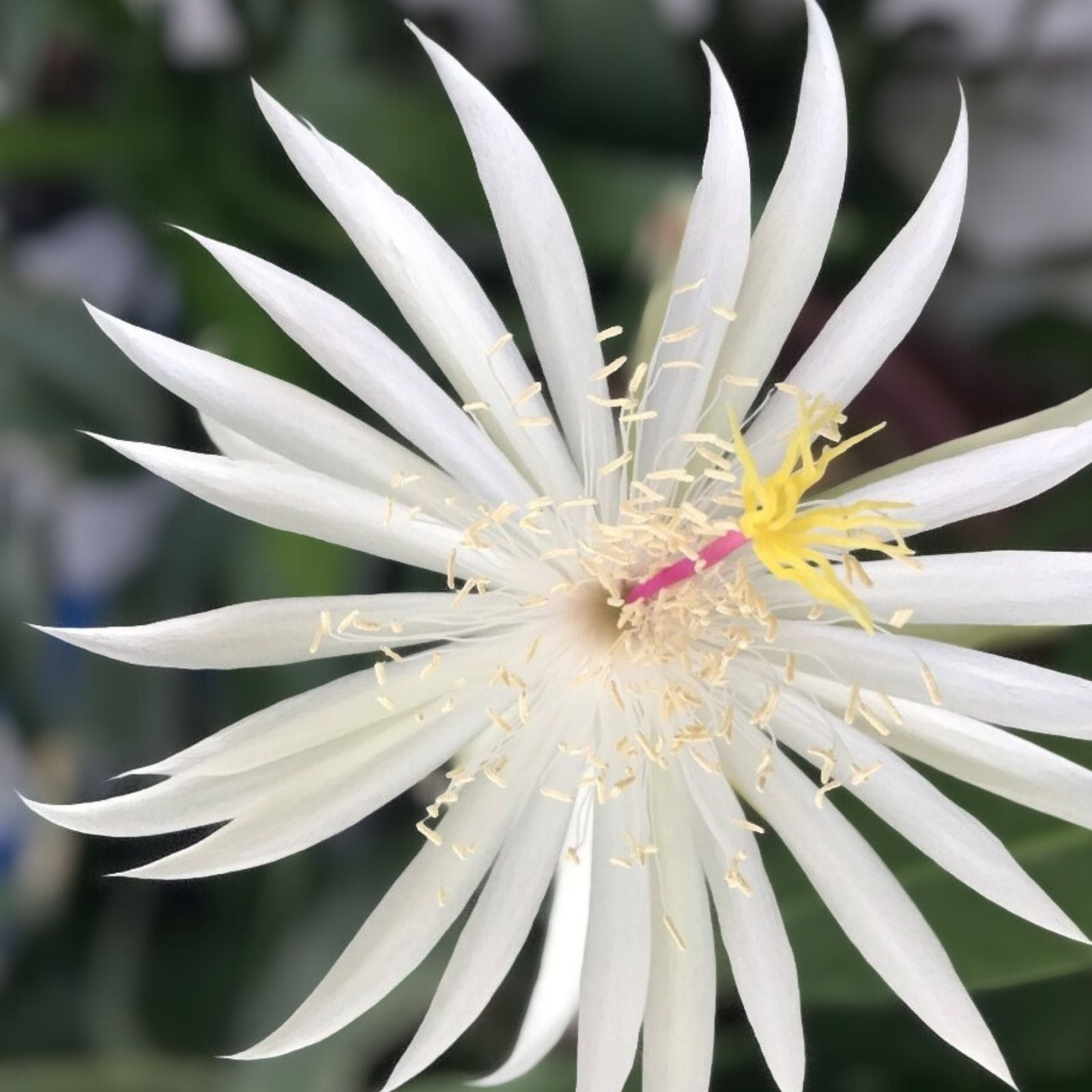 Epiphyllum hookeri strictum Cutting | Orchid Cactus Succulent | White Flower | Live Indoor Plant | Easy Care Houseplant