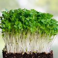 California Softneck Garlic Bulbs 10 Count Allium sativum Organic Live Plant for Growing and Planting