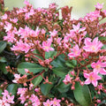 Pink Dancer Indian Hawthorne Live Plant Cuttings 6" Rhaphiolepis indica Shrub for Garden Landscape