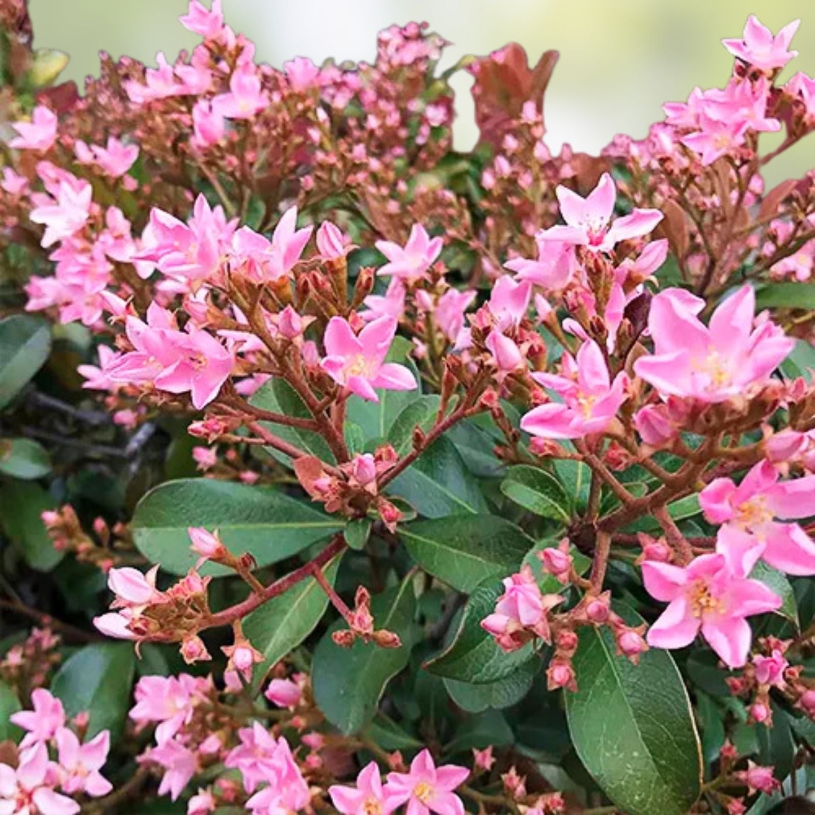Pink Dancer Indian Hawthorne Live Plant Cuttings 6" Rhaphiolepis indica Shrub for Garden Landscape