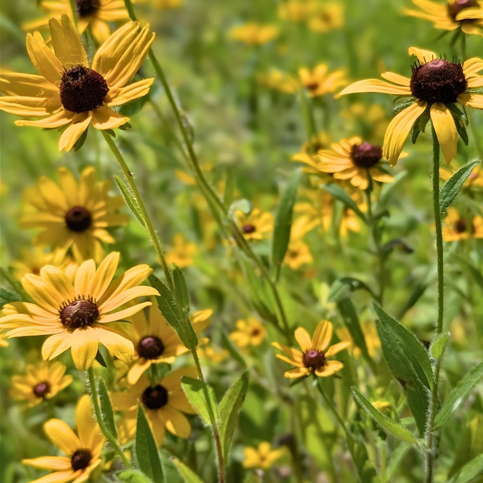 Black-Eyed Susan Plant Rooted Cluster Wildflower Rudbeckia hirta Native Alabama Live Plant