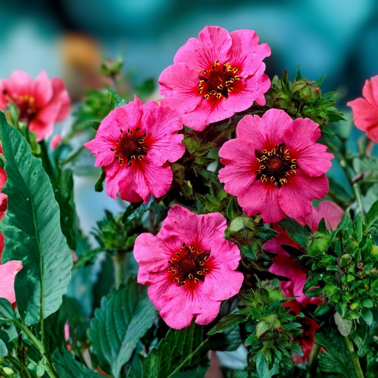 Potentilla Seeds 100 Count Bright Pink Perennial Flowers with Red Centers, Live Plant, Cutting, or Starter Plant