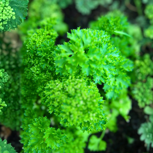 Heirloom Triple Curled Parsley Seeds Non-GMO 100 Pack Culinary Herb Organic Gardening Fresh Flavor