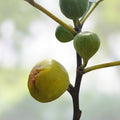 Fig Tree Cuttings White Adriatic Ficus carica Fruit Bearing Live Plant Starter Bare Root Easy to Grow Free US Shipping