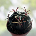 Ferocactus Recurvus Var Greenwoodii Live Plant | Rare Barrel Cactus Succulent for Garden Decor | Easy to Grow Cactaceae