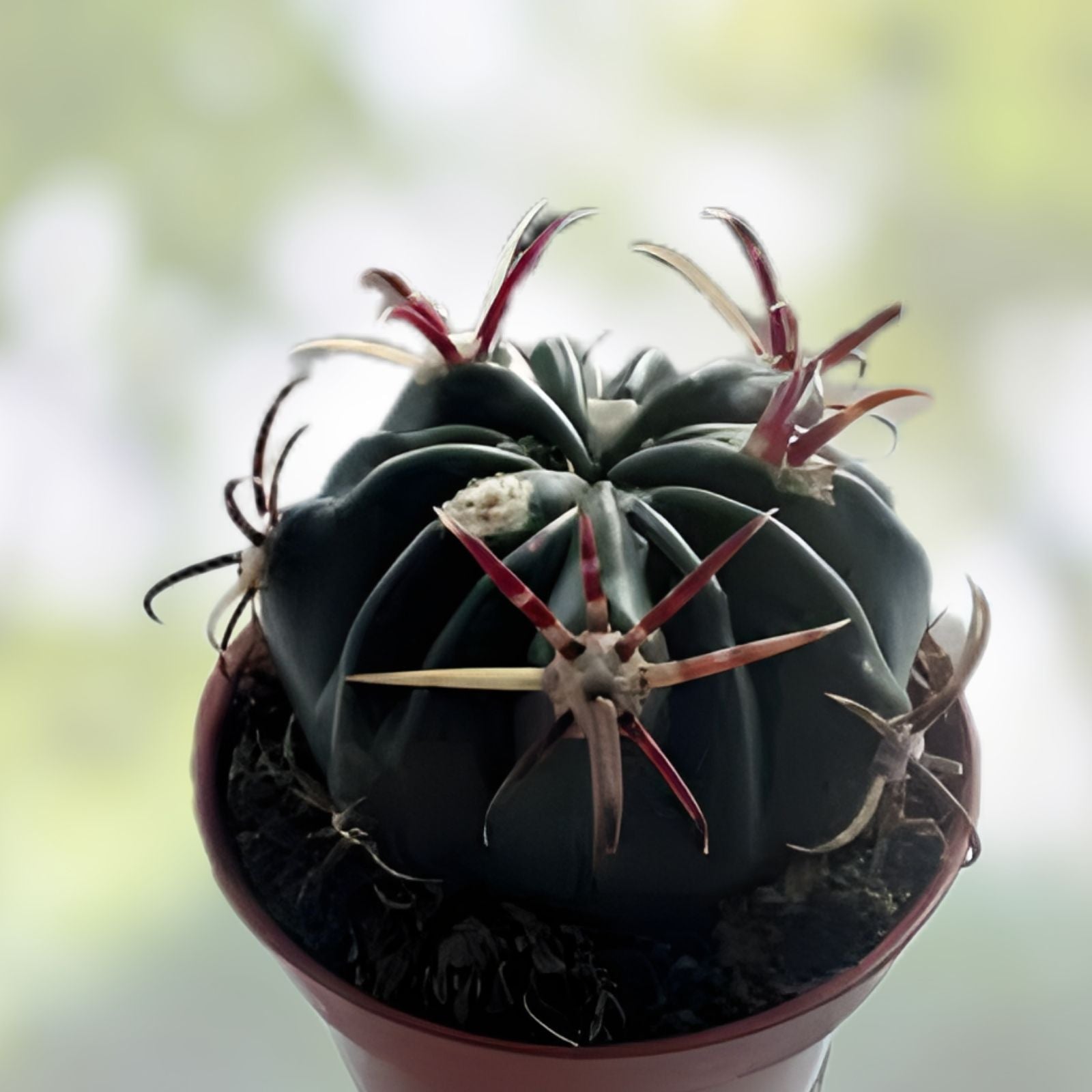 Ferocactus Recurvus Var Greenwoodii Live Plant | Rare Barrel Cactus Succulent for Garden Decor | Easy to Grow Cactaceae