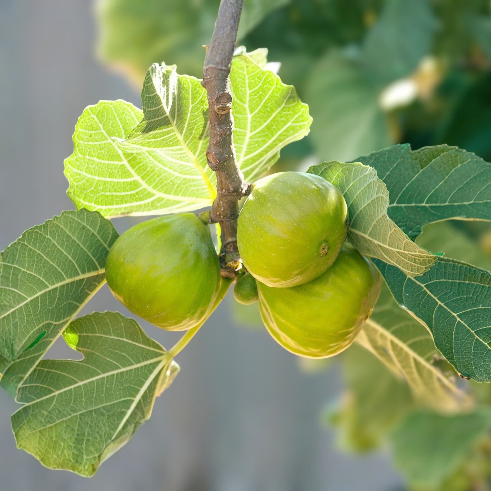 Fig Tree Cuttings Ficus carica Unrooted Stems Organic Propagation Live Plant Starter