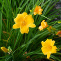 Daylily Plant Live Rooted Flower Bush Yellow Stella de Oro Hemerocallis Perennial Garden Plant 6-12"