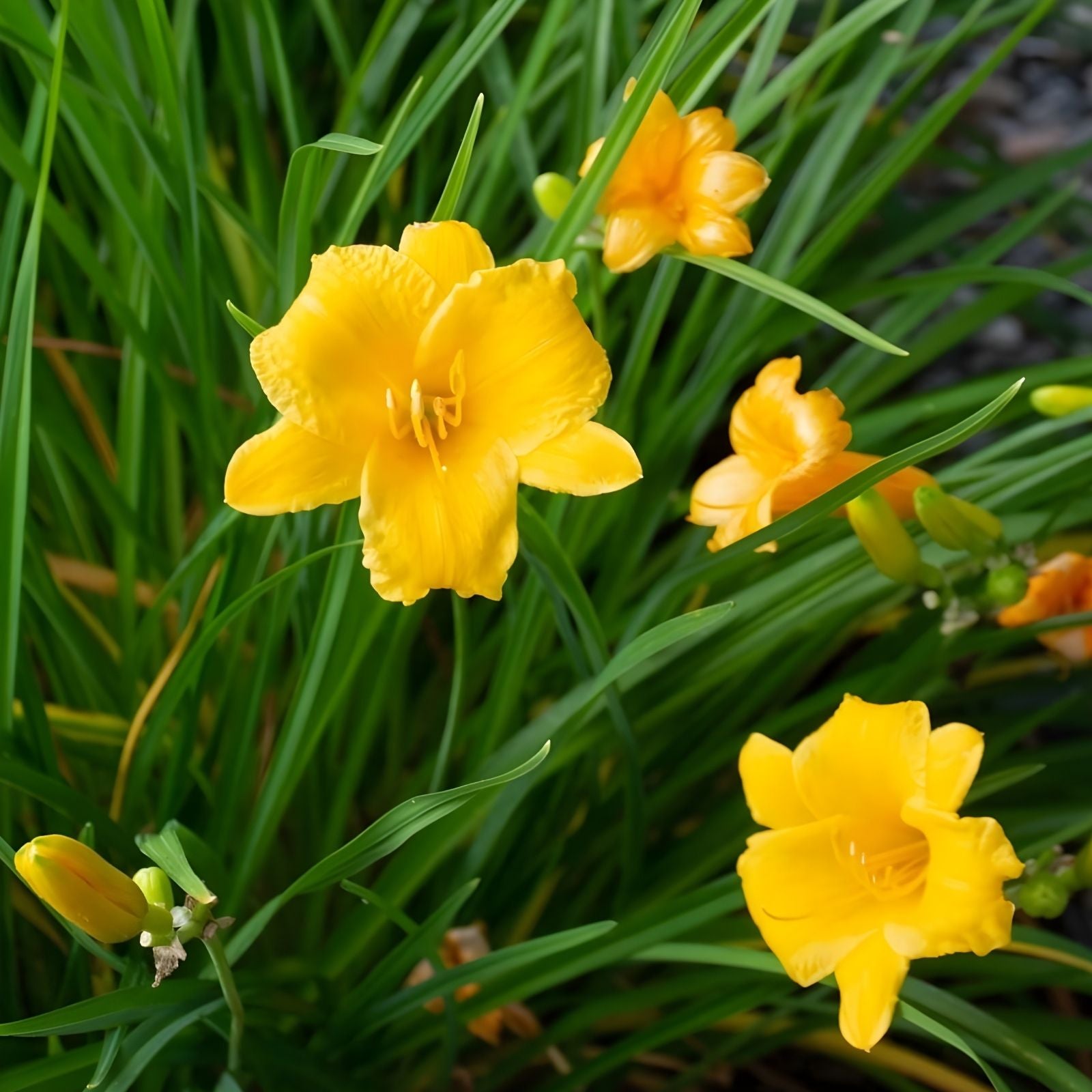 Daylily Plant Live Rooted Flower Bush Yellow Stella de Oro Hemerocallis Perennial Garden Plant 6-12"