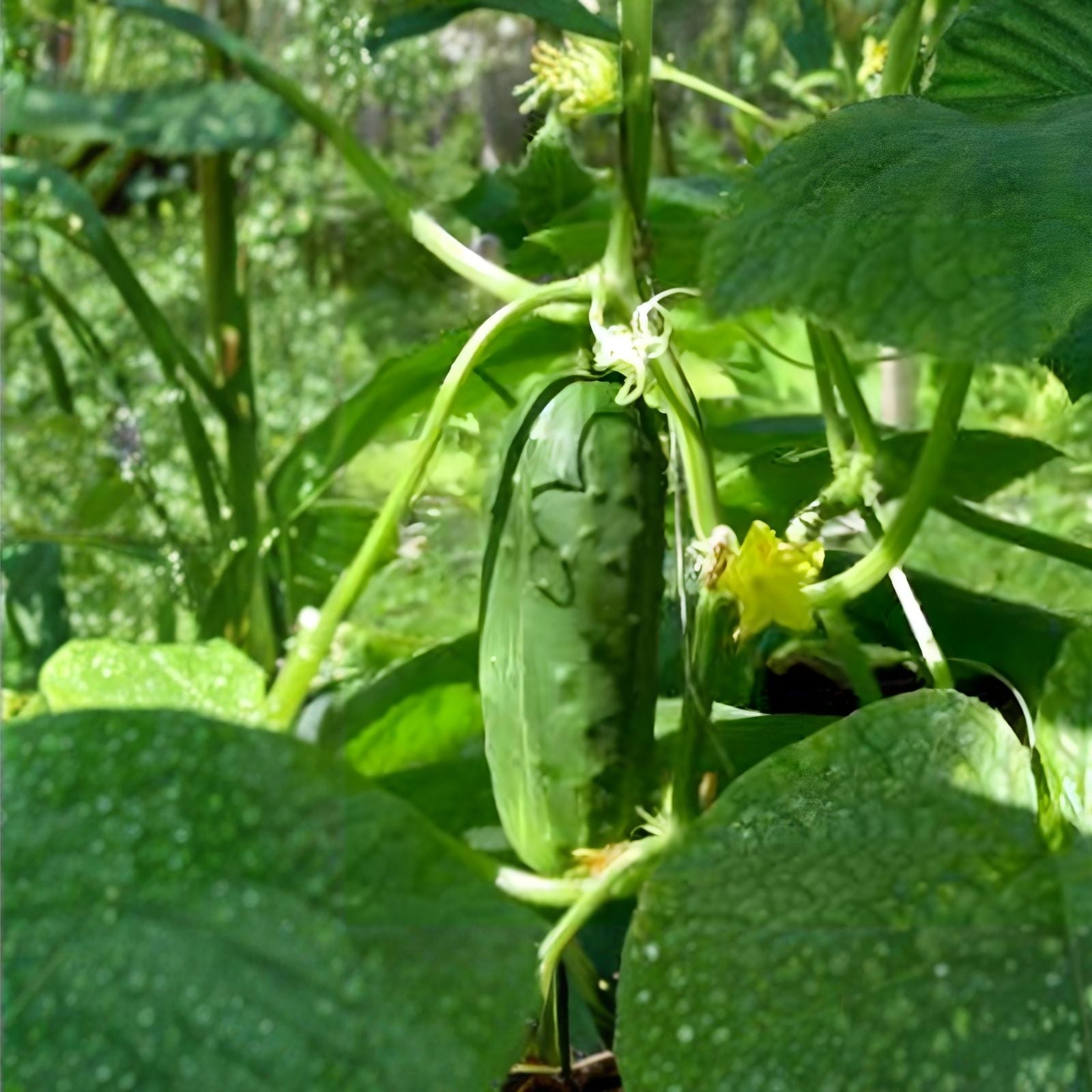 Golden Crookneck Squash Seeds – Heirloom Non-GMO Organic Vegetable Seeds – Cucurbita pepo – Live Plant, Cutting, or Starter Plant