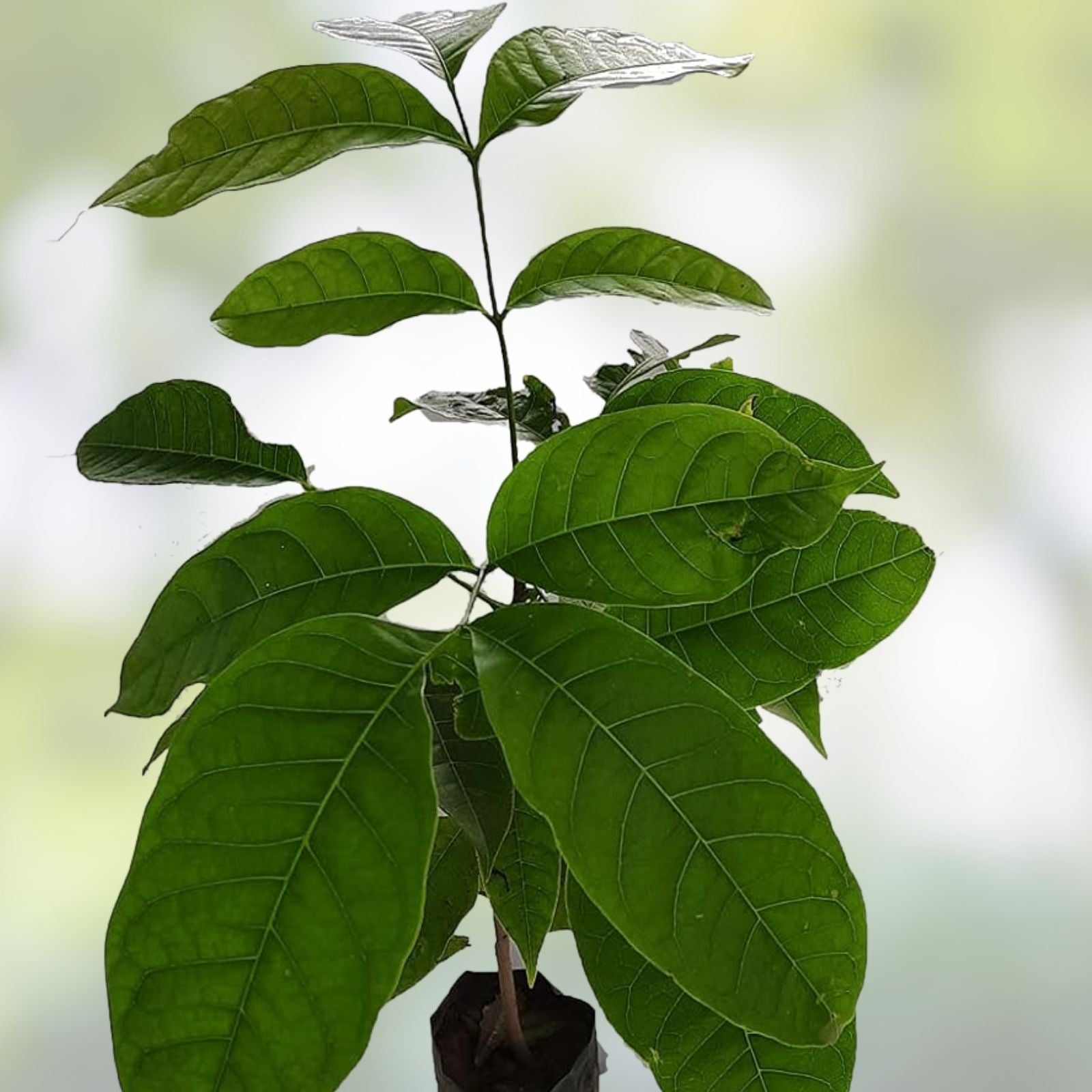 Rich Mahogany Tree Seeds 5 Pack | Swietenia macrophylla Premium Quality for Planting & Sustainable Lumber