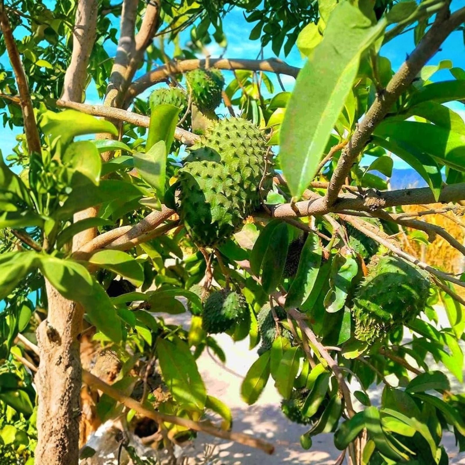 Soursop Tree Guanábana Edible Fruit Plant 5" Pot Annona muricata Tropical Landscaping Home Garden