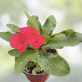 Crown of Thorns Cuttings Euphorbia Milii Succulent Starter Plants 6 Unrooted Varieties Houseplant
