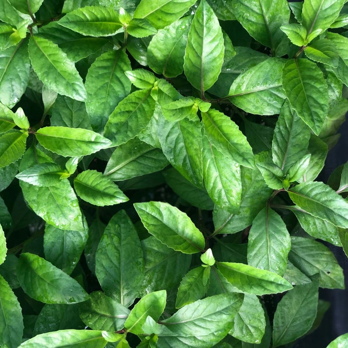 Longevity Spinach Cuttings Gynura Procumbens Edible Herb 16 Pack Food Forest Gardening Live Plant Starter