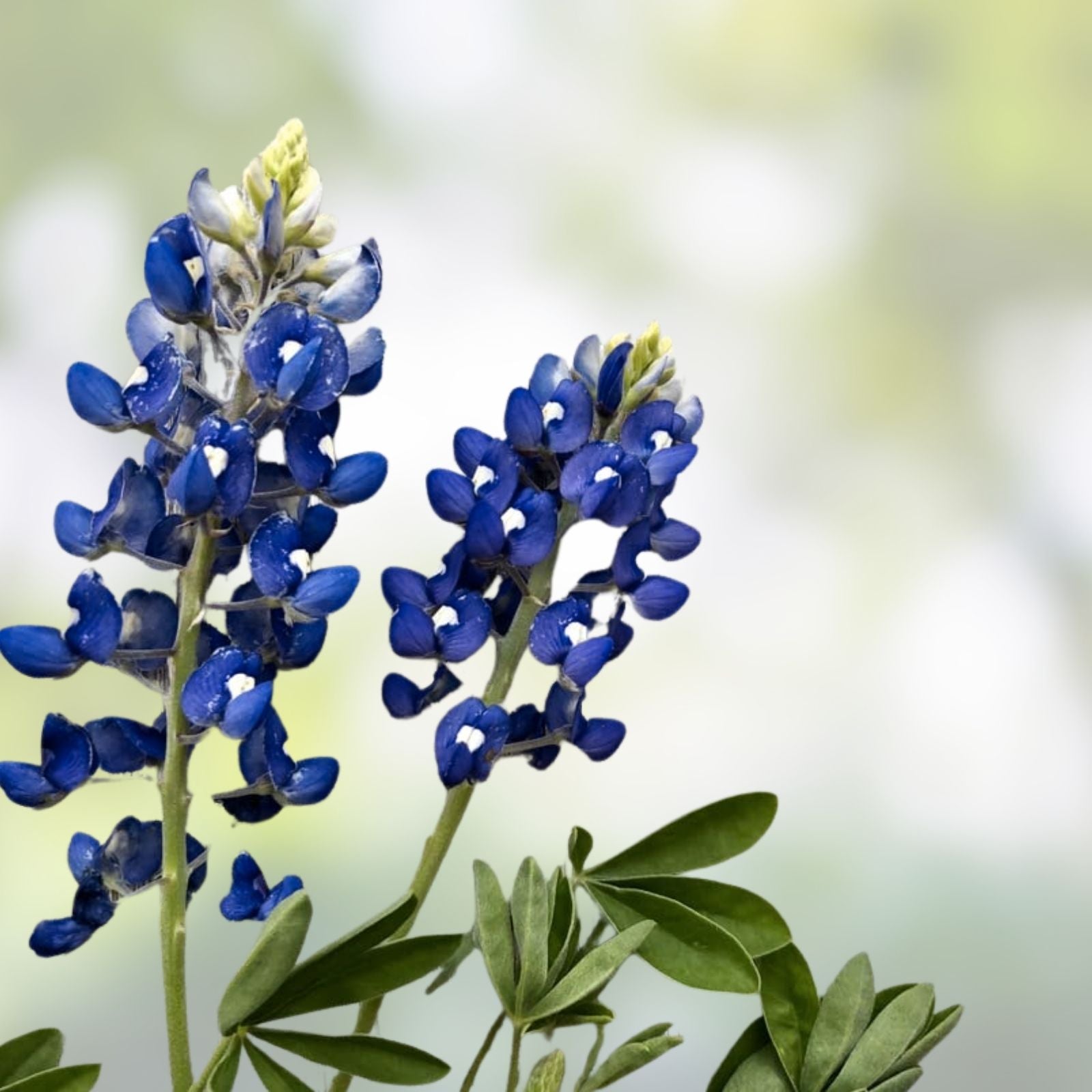 Texas Bluebonnet Seeds 50 Organic Lupine Seeds Native Wildflower Lupinus texensis Easy to Grow