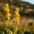 Gentiana lutea Seeds Yellow Flower Planting Seeds - Live Plant, Cutting, Bare Root, Starter Plant, Houseplant, Garden, Landscaping