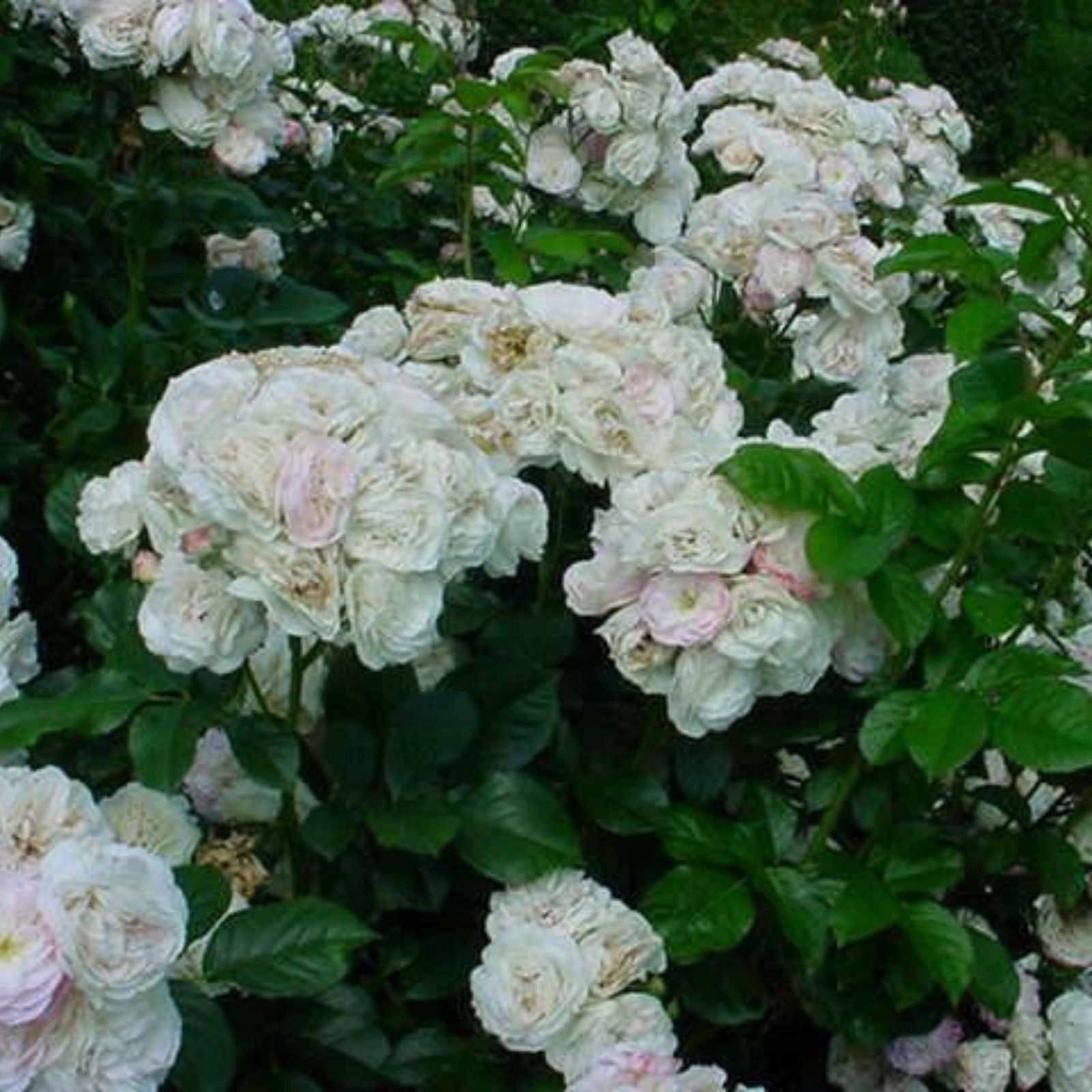 Fresh Unrooted Rose Stem Cuttings, Bouquet Parfait Rosa 'Bouquet Parfait' for Planting & Arranging, Fast Shipping