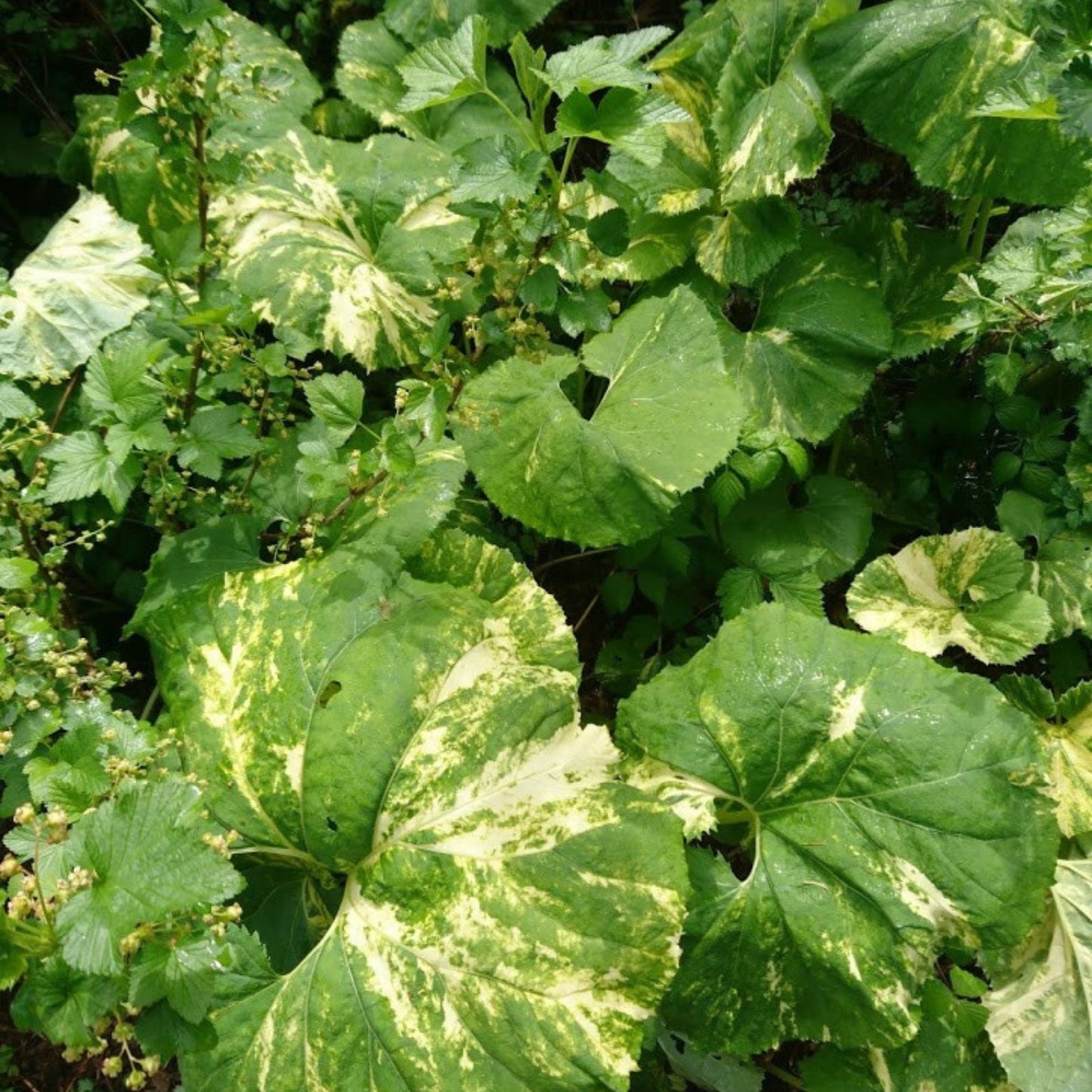 Variegated Japanese Fuki Plant Petasites japonicus Green White Leaves Ornamental Perennial Garden Plant