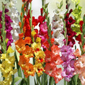 Gladiolus Bulbs 10-Pack Romance Mix Pink Purple White Deer-Resistant Cut Flowers Live Plant Starter Bulbs