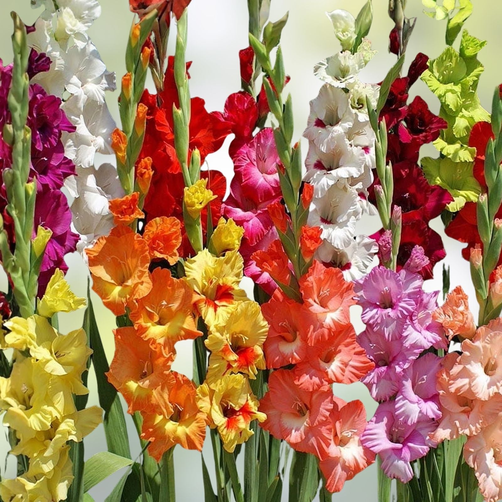 Gladiolus Bulbs 10-Pack Romance Mix Pink Purple White Deer-Resistant Cut Flowers Live Plant Starter Bulbs