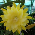 Epiphyllum Cuttings 8-10 Inches French Gold Unrooted Succulent Plant Epiphyllum oxypetalum