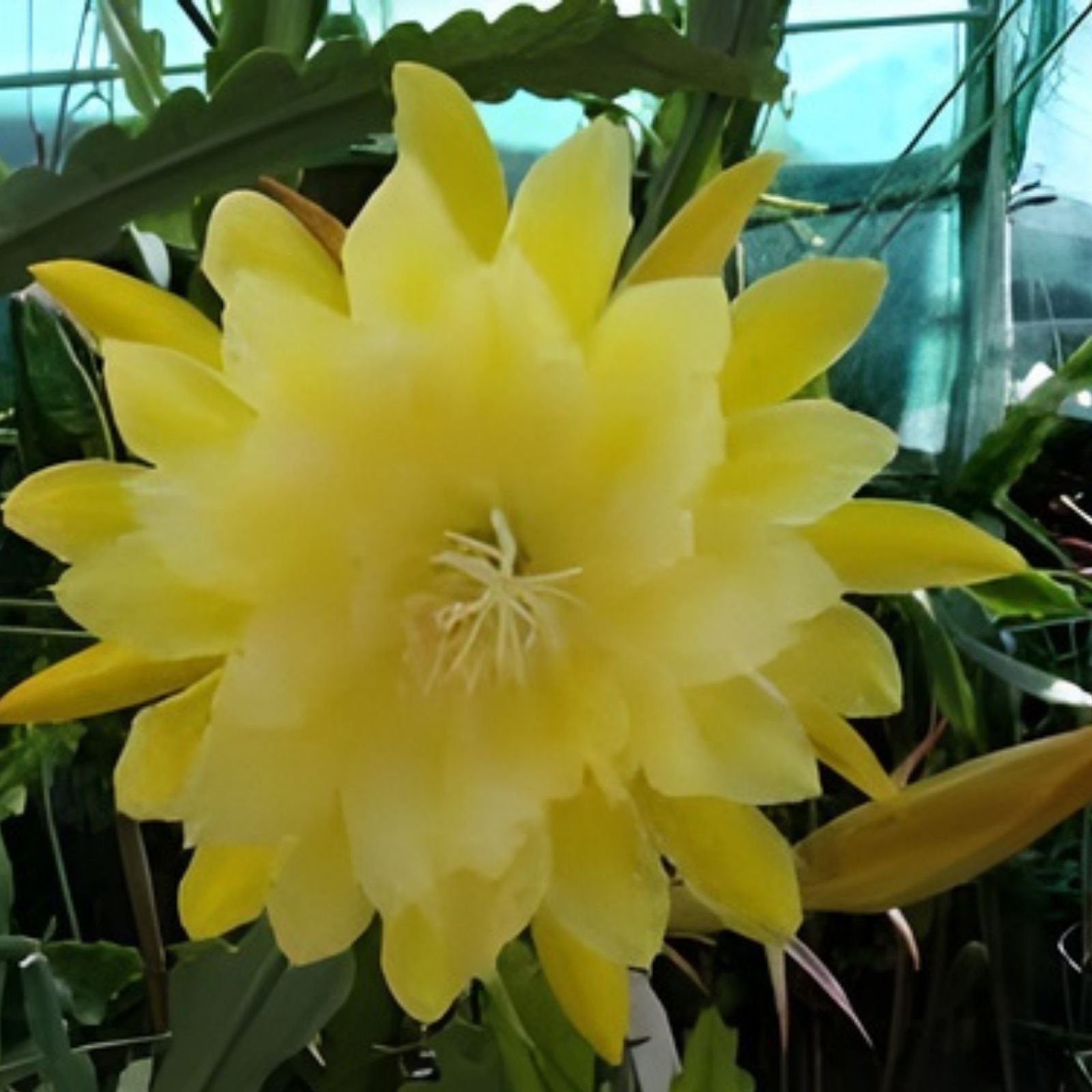 Epiphyllum Cuttings 8-10 Inches French Gold Unrooted Succulent Plant Epiphyllum oxypetalum