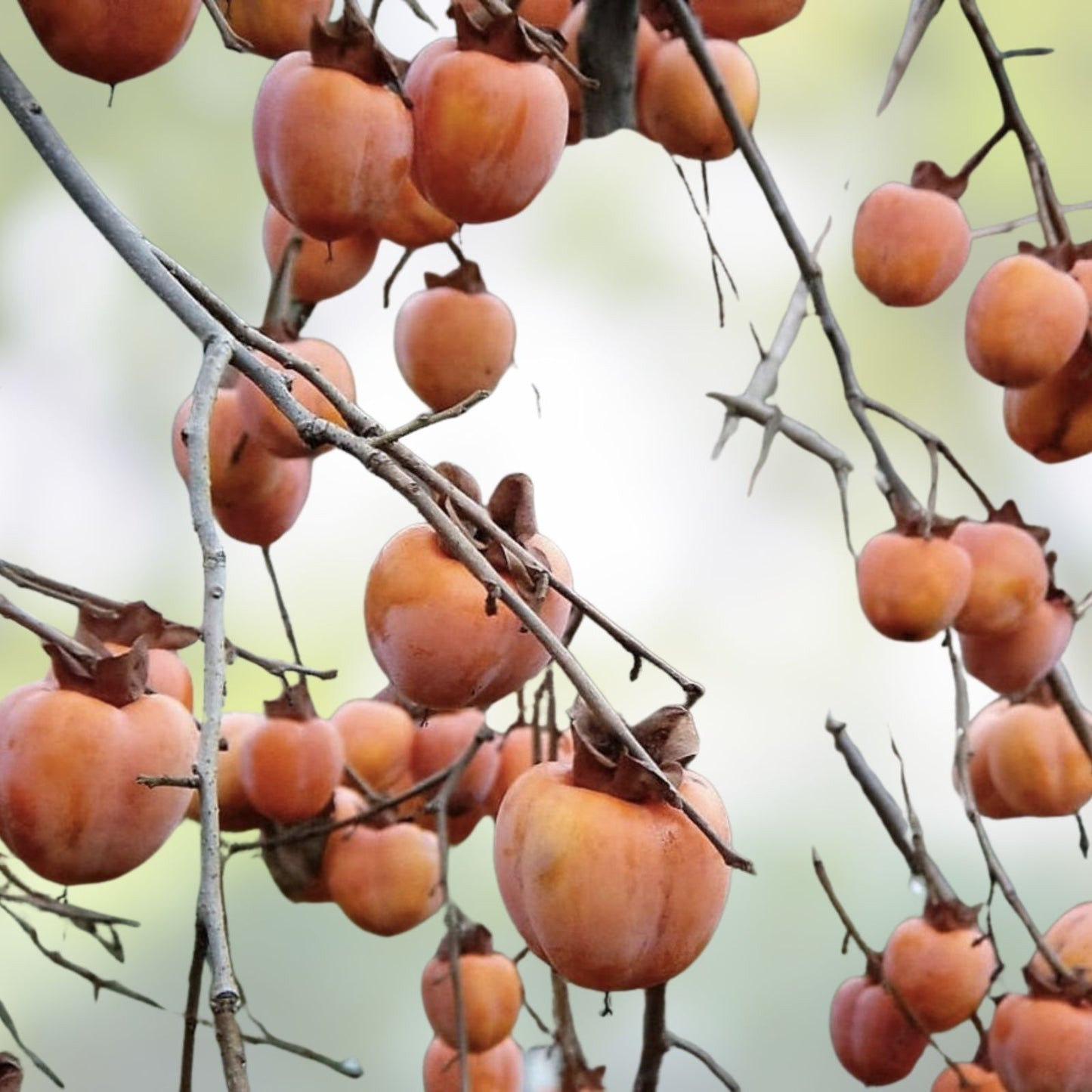Japanese Persimmon Seeds 5 Pack Diospyros kaki Edible Fruit Tree Live Plant Starter Bare Root for Garden