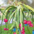 Dragon Fruit Cuttings 8-14 Inches Long - Hylocereus Undatus - Fresh Fruit Plant Starters for Home Garden
