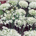 Garlic Chives Seeds 4oz Allium tuberosum Culinary Herb Microgreens Sprouting Organic Non-GMO