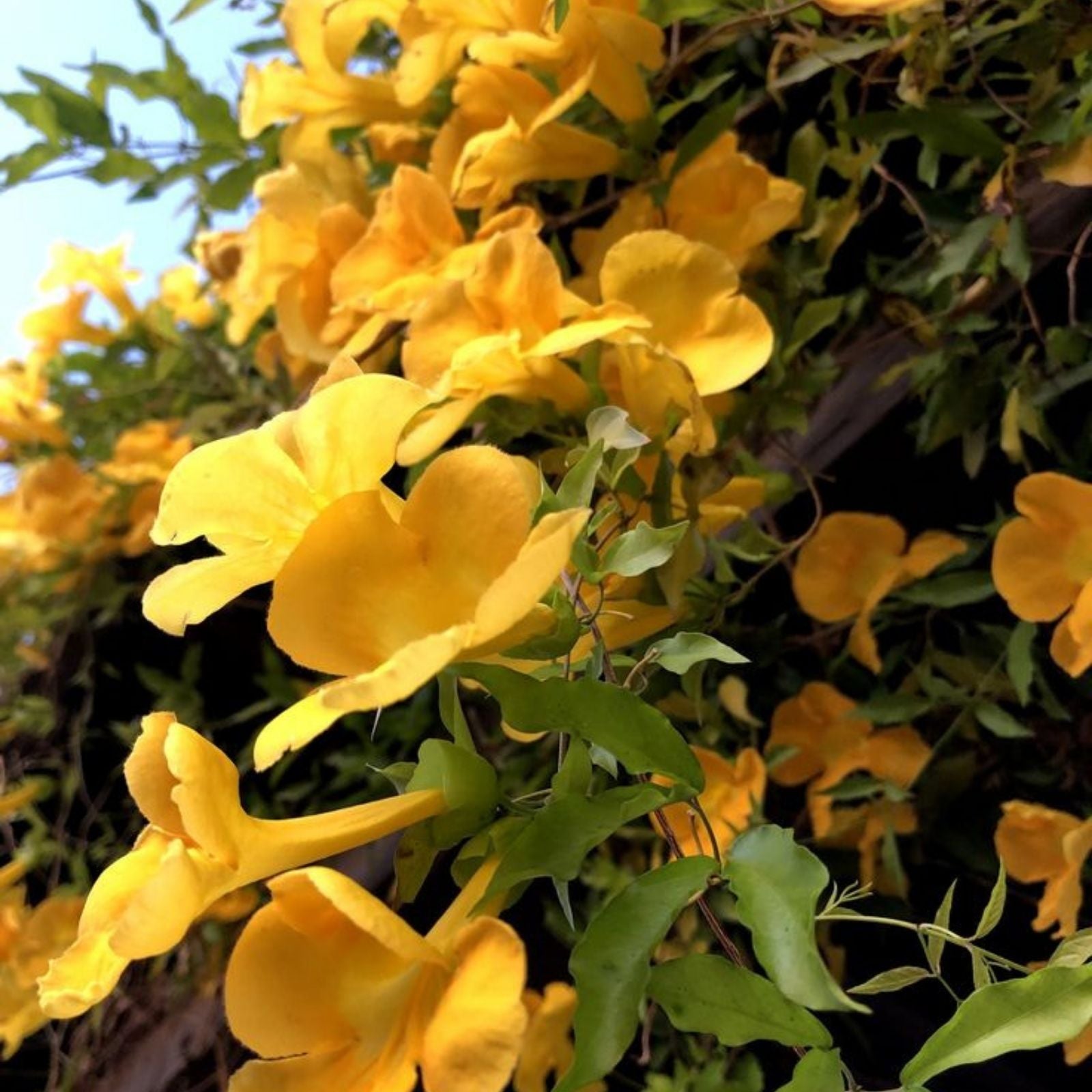 Cat's Claw Creeper Seeds Dolichandra Unguis-Cati Live Climbing Plant Starter Bare Root 2024 Harvest