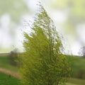 Red Maple Bonsai Tree Seeds 30 Pack, Acer rubrum, Easy to Grow Indoor Outdoor, Grown in USA, New Harvest Quality