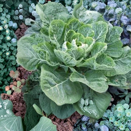 Heirloom Morris Collard Greens Seeds | Brassica oleracea | Live Plant, Cutting, Starter, Salad, Cooking