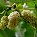 White Mulberry Cuttings 6-8" Organic Morus alba Cold Hardy Tree - 10 Pack, Fruit Bearing, Live Plant Material