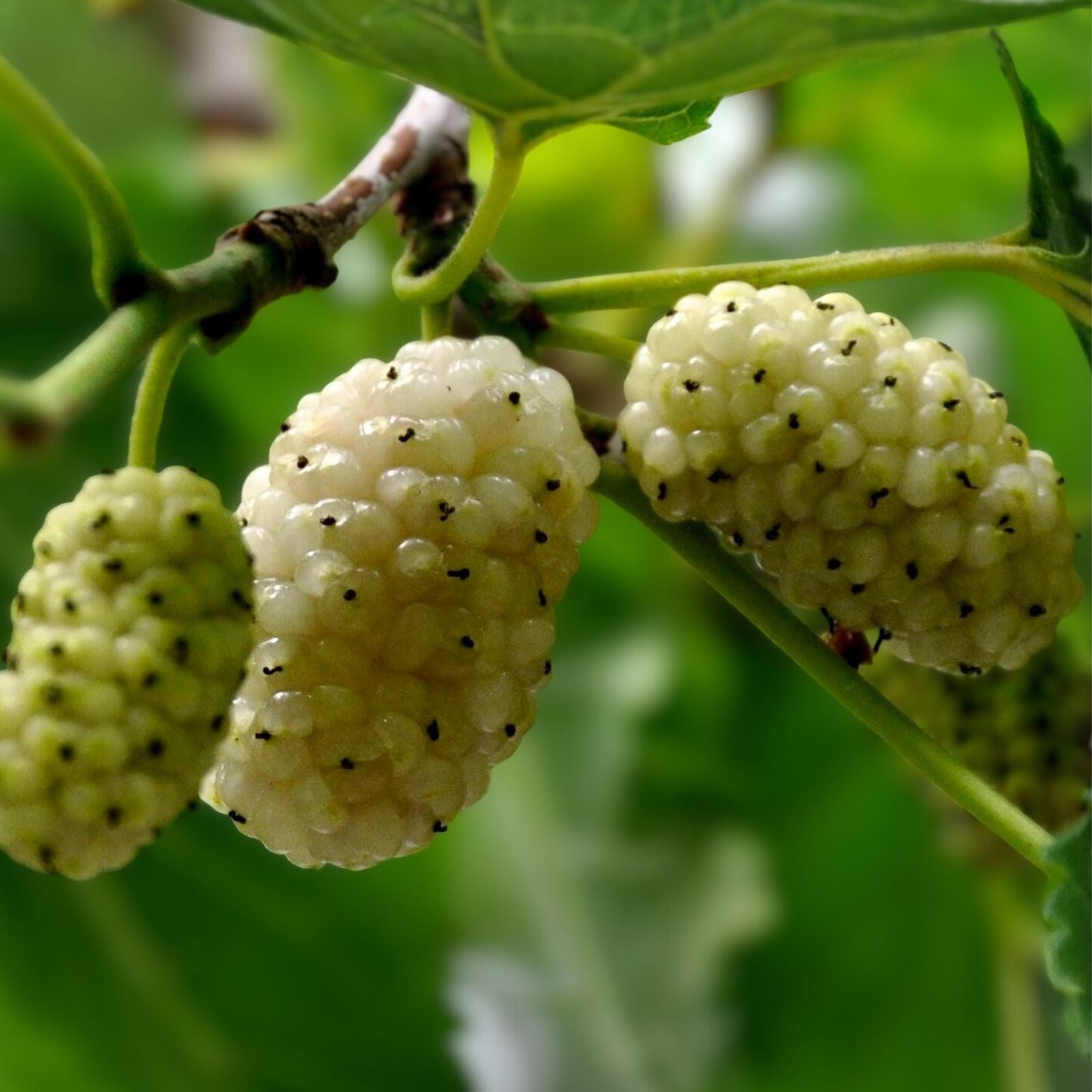 White Mulberry Cuttings 6-8" Organic Morus alba Cold Hardy Tree - 10 Pack, Fruit Bearing, Live Plant Material