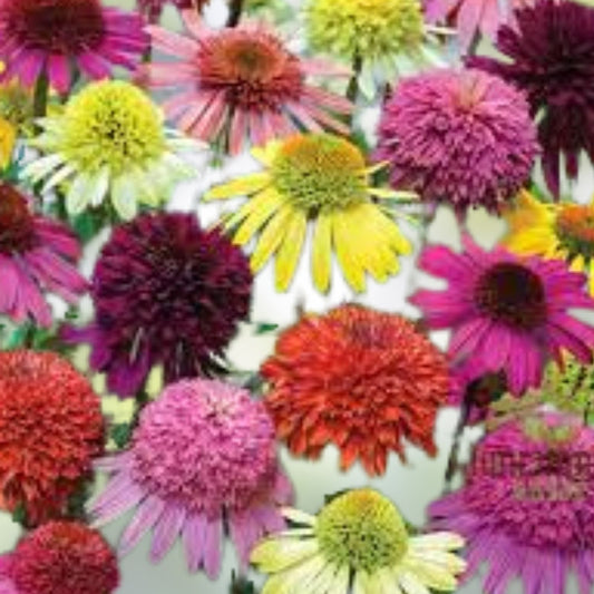 Mixed Coneflower Seeds - Echinacea Variety for Gardens and Pollinators - Easy to Grow Flower Seeds - Fast Growing