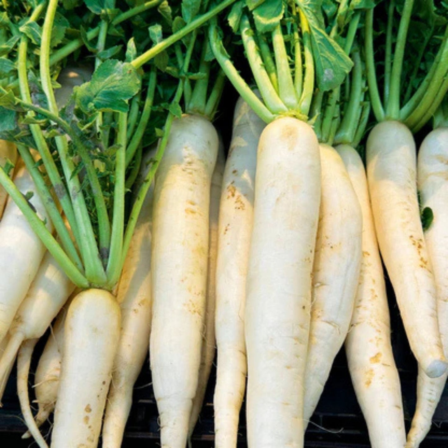 Japanese Daikon Radish Seeds – 100 Heirloom Non-GMO Seeds for Planting – Raphanus sativus var. longipinnatus
