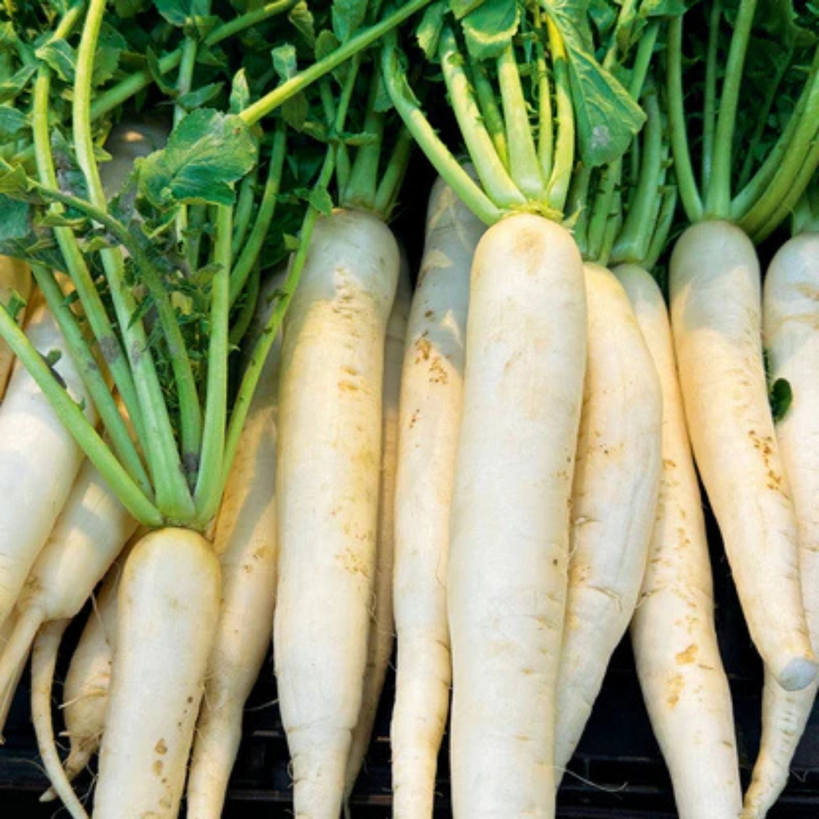 Japanese Daikon Radish Seeds – 100 Heirloom Non-GMO Seeds for Planting – Raphanus sativus var. longipinnatus