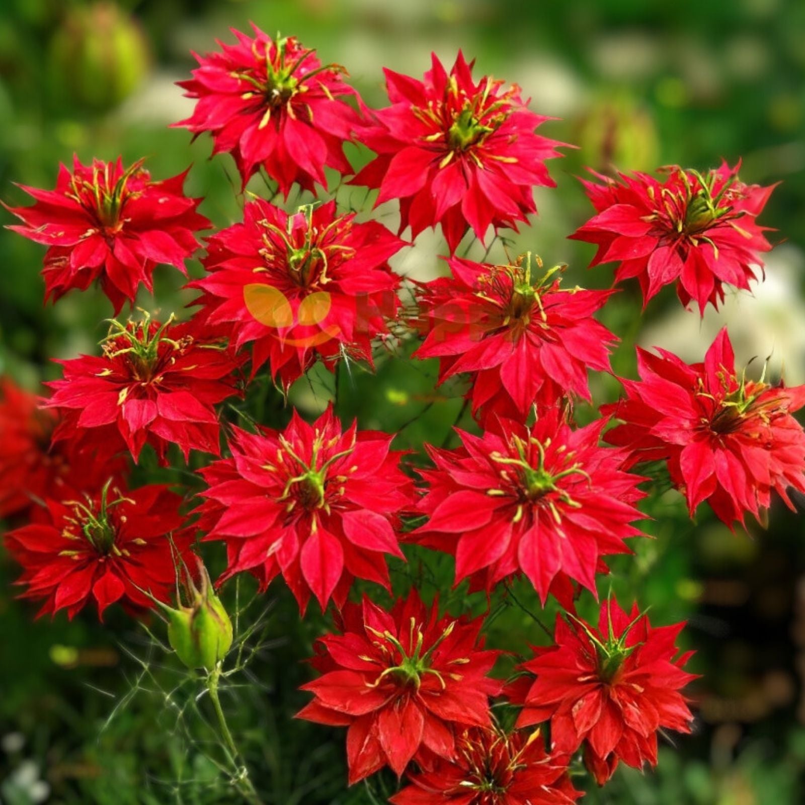 Love in a Mist Flower Seeds, Nigella damascena, 500+ seeds, annual, garden, pollinator, wildflower, starter plant, bare root