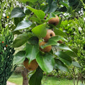 Asian Pear Tree Cuttings Pyrus pyrifolia for Rooting Grafting Propagation - 10 Live Bare Root Starter Plants