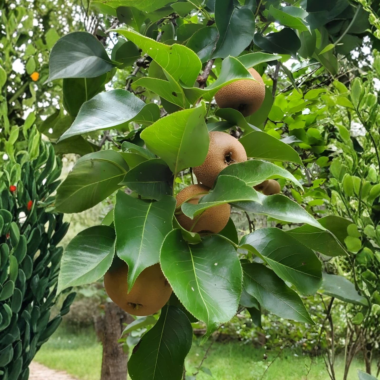Asian Pear Tree Cuttings Pyrus pyrifolia for Rooting Grafting Propagation - 10 Live Bare Root Starter Plants