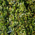Aussie Hybrid Willow Tree Cuttings 12 Pieces Fast Growing Privacy Shade Salix spp. - bloomhavennursery