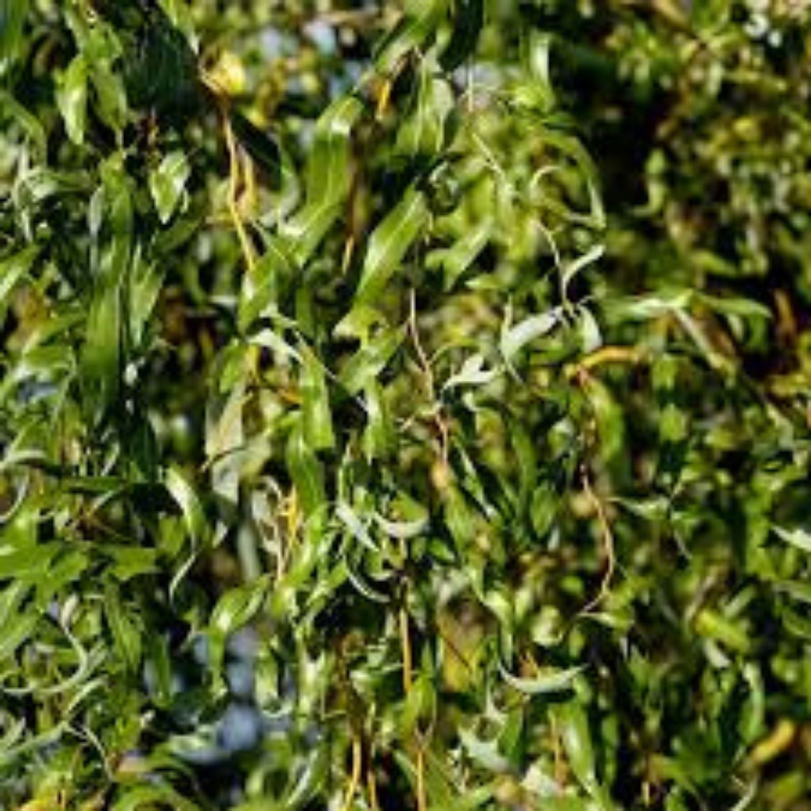 Aussie Hybrid Willow Tree Cuttings 12 Pieces Fast Growing Privacy Shade Salix spp. - bloomhavennursery