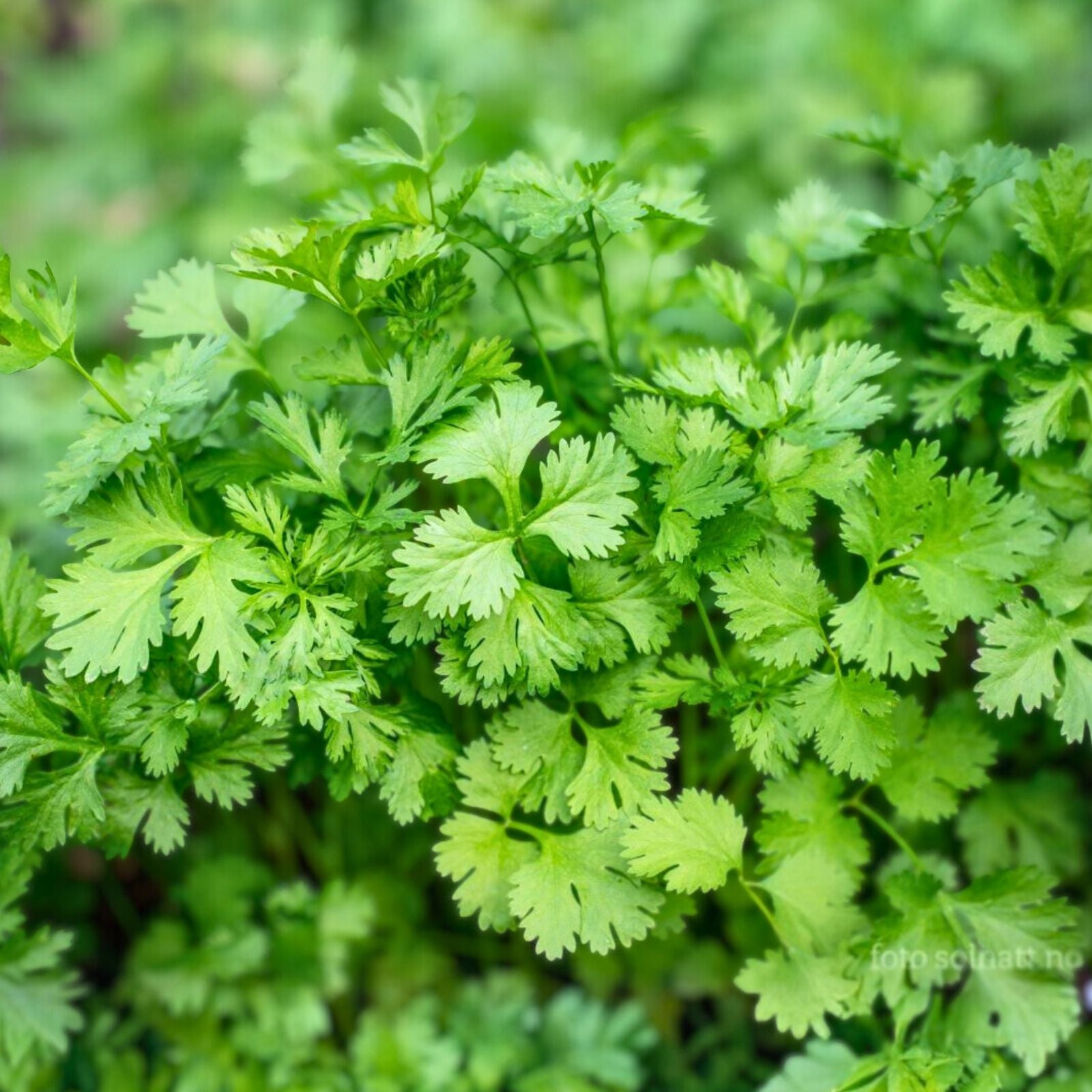 Chervil Seeds 200+ Heirloom Non-GMO Culinary Herb for Garden, Herb Starter, Anthriscus cerefolium, Live Plant, Cutting, Bare Root