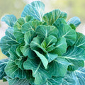 Collard Green Seeds 500 Count | Heirloom Non-GMO Brassica oleracea Greens for Cooking & Gardening