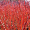 Red Flame Willow Trees 3 Gallon - Red Foliage Ornamental Tree - Salix purpurea - Landscaping and Garden Tree